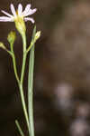 Perennial saltmarsh aster